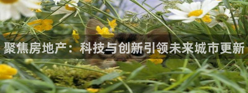 新宝5：聚焦房地产：科技与创新引领未来城市更新