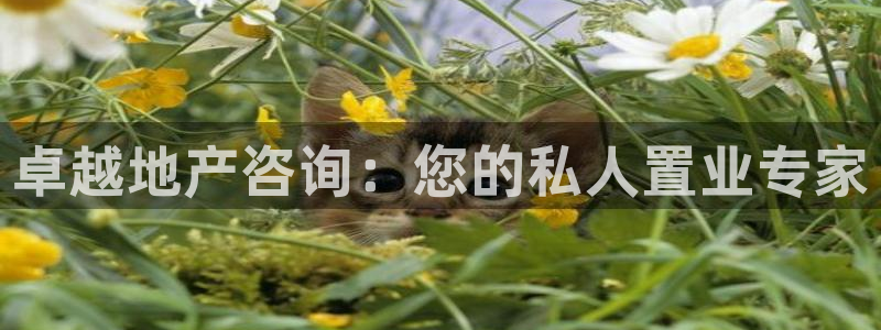 新宝那2O5O5O：卓越地产咨询：您的私人置业专家